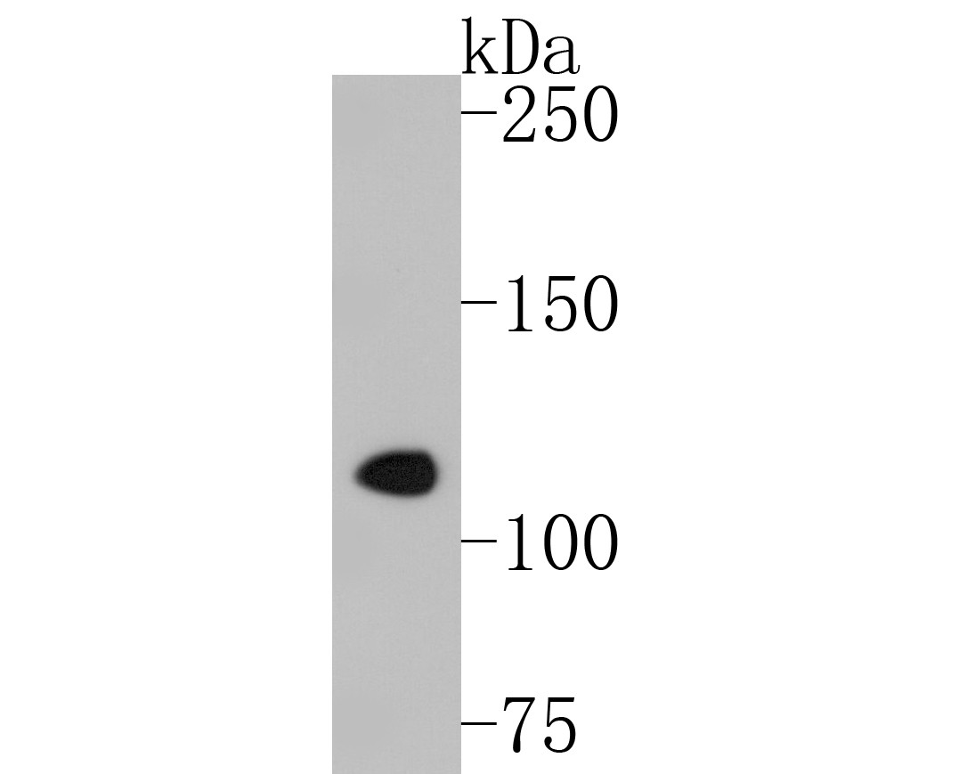 Western blot analysis of CD43 on K562 cell lysates. Proteins were transferred to a PVDF membrane and blocked with 5% BSA in PBS for 1 hour at room temperature. The primary antibody (EM1901-70, 1/200) was used in 5% BSA at room temperature for 2 hours. Goat Anti-Mouse IgG - HRP Secondary Antibody (HA1006) at 1:5,000 dilution was used for 1 hour at room temperature.
