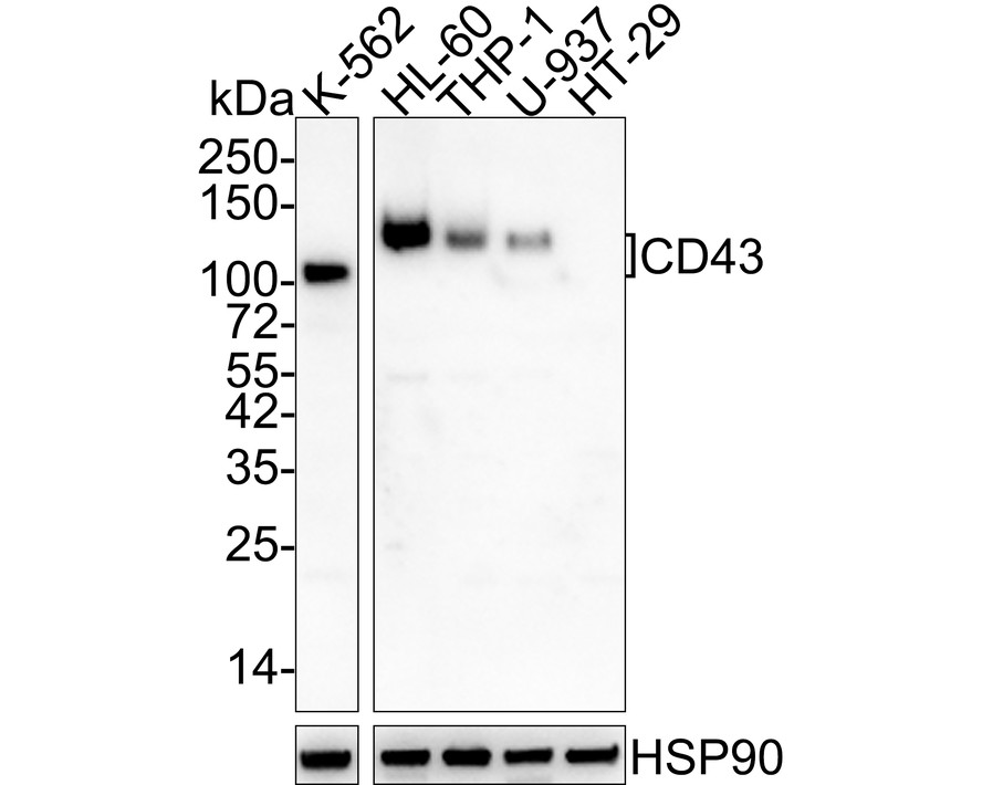 Western blot analysis of CD43 on K562 cell lysates. Proteins were transferred to a PVDF membrane and blocked with 5% BSA in PBS for 1 hour at room temperature. The primary antibody (EM1901-71, 1/200) was used in 5% BSA at room temperature for 2 hours. Goat Anti-Mouse IgG - HRP Secondary Antibody (HA1006) at 1:5,000 dilution was used for 1 hour at room temperature.