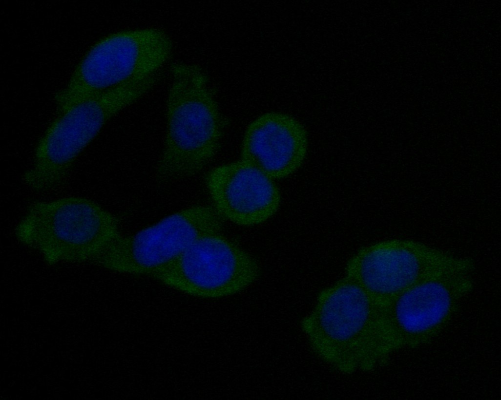 ICC staining of Annexin A3 in HT-29 cells (green). Formalin fixed cells were permeabilized with 0.1% Triton X-100 in TBS for 10 minutes at room temperature and blocked with 1% Blocker BSA for 15 minutes at room temperature. Cells were probed with the primary antibody (EM1901-73, 1/50) for 1 hour at room temperature, washed with PBS. Alexa Fluor®488 Goat anti-Mouse IgG was used as the secondary antibody at 1/1,000 dilution. The nuclear counter stain is DAPI (blue).