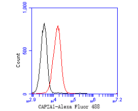 Flow cytometric analysis of CAPZA1 was done on HL-60 cells. The cells were fixed, permeabilized and stained with the primary antibody (EM1901-82, 1/50) (red). After incubation of the primary antibody at room temperature for an hour, the cells were stained with a Alexa Fluor 488-conjugated Goat anti-Mouse IgG Secondary antibody at 1/1000 dilution for 30 minutes.Unlabelled sample was used as a control (cells without incubation with primary antibody; black).