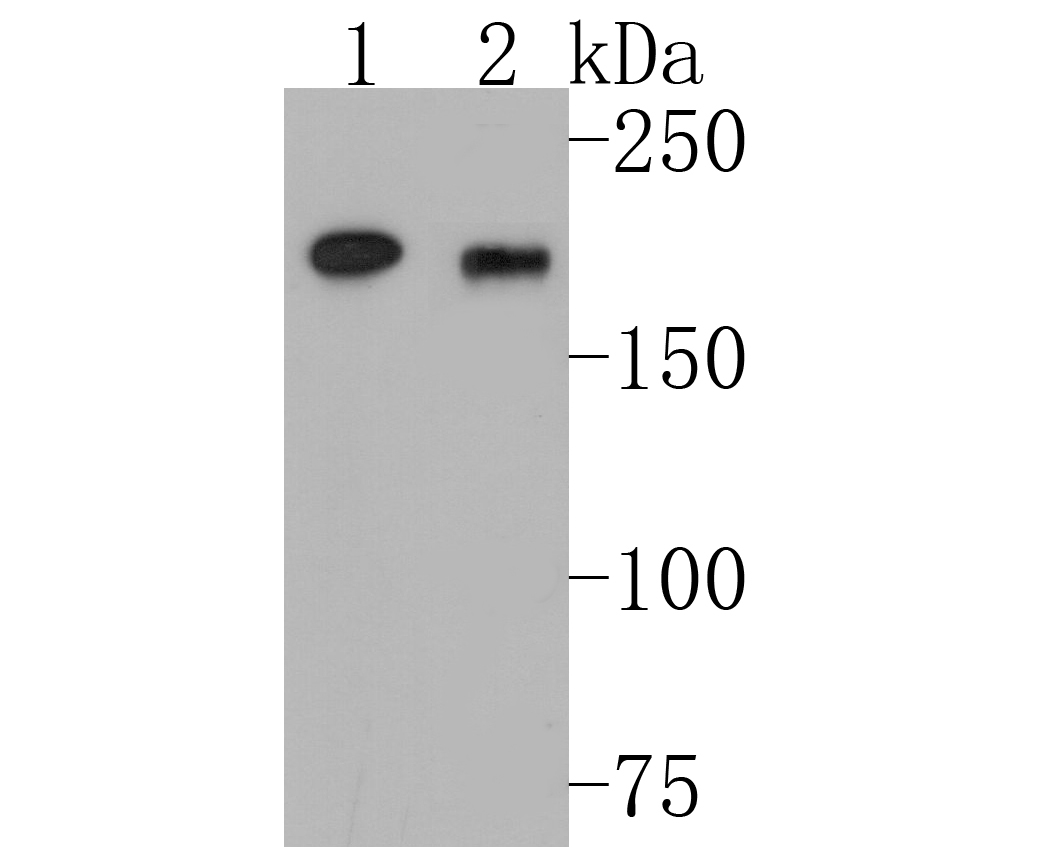 Western blot analysis of DNMT1 on different lysates. Proteins were transferred to a PVDF membrane and blocked with 5% BSA in PBS for 1 hour at room temperature. The primary antibody (EM1901-84, 1/500) was used in 5% BSA at room temperature for 2 hours. Goat Anti-Mouse IgG - HRP Secondary Antibody (HA1006) at 1:5,000 dilution was used for 1 hour at room temperature.<br />
Positive control: <br />
Lane 1: Daudi cell lysate<br />
Lane 2: 293 cell lysate