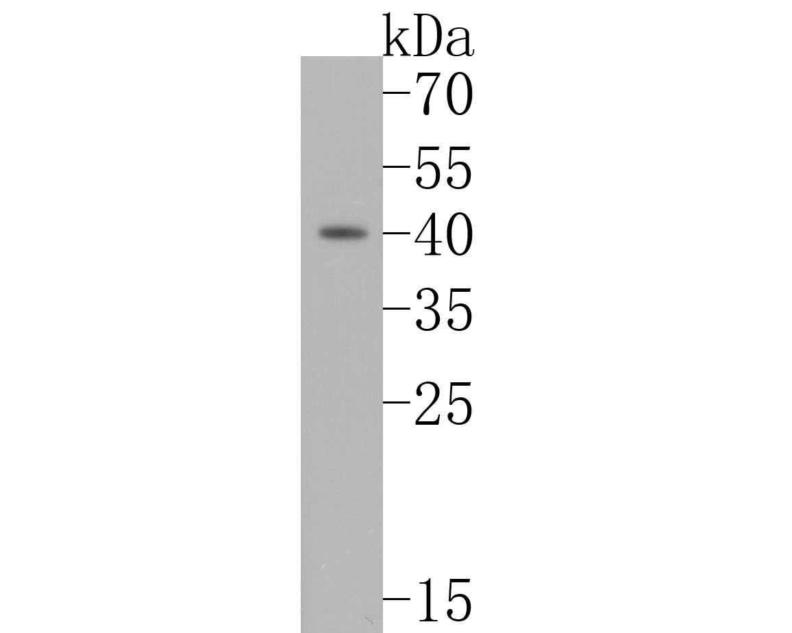 Western blot analysis of CD1A on K562 cell lysates. Proteins were transferred to a PVDF membrane and blocked with 5% BSA in PBS for 1 hour at room temperature. The primary antibody (EM1901-89, 1/500) was used in 5% BSA at room temperature for 2 hours. Goat Anti-Mouse IgG - HRP Secondary Antibody (HA1006) at 1:5,000 dilution was used for 1 hour at room temperature.