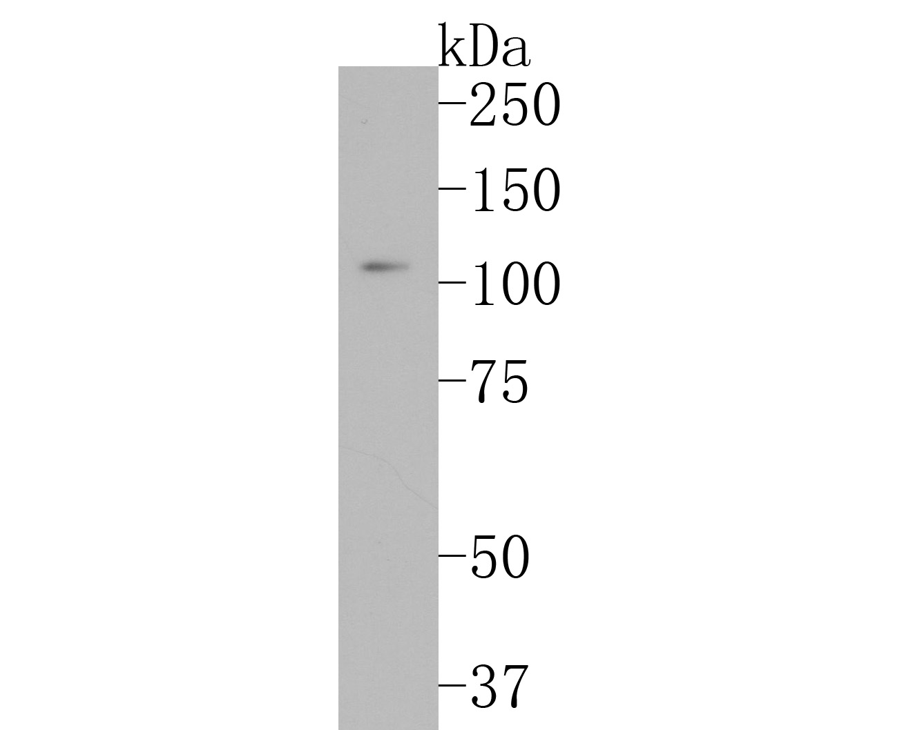Western blot analysis of CD43 on K562 cell lysates. Proteins were transferred to a PVDF membrane and blocked with 5% BSA in PBS for 1 hour at room temperature. The primary antibody (EM1901-92, 1/200) was used in 5% BSA at room temperature for 2 hours. Goat Anti-Mouse IgG - HRP Secondary Antibody (HA1006) at 1:5,000 dilution was used for 1 hour at room temperature.