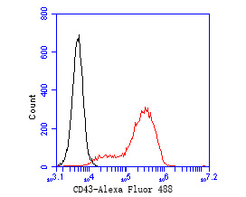 Flow cytometric analysis of CD43 was done on HL-60 cells. The cells were fixed, permeabilized and stained with the primary antibody (EM1901-92, 1/50) (red). After incubation of the primary antibody at room temperature for an hour, the cells were stained with a Alexa Fluor 488-conjugated Goat anti-Mouse IgG Secondary antibody at 1/1000 dilution for 30 minutes.Unlabelled sample was used as a control (cells without incubation with primary antibody; black).