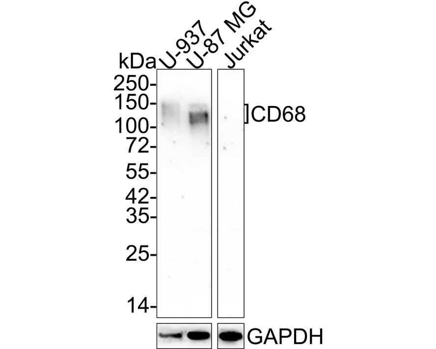 Western blot analysis of CD68 on different lysates with Mouse anti-CD68 antibody (EM1901-94) at 1/1,000 dilution.<br />
<br />
Lane 1: U-937 cell lysate<br />
Lane 2: U-87 MG cell lysate<br />
Lane 3: Jurkat cell lysate (negative)<br />
<br />
Lysates/proteins at 10 µg/Lane.<br />
<br />
Predicted band size: 37 kDa<br />
Observed band size: 100-150 kDa<br />
<br />
Exposure time: 2 minutes 45 seconds;<br />
<br />
4-20% SDS-PAGE gel.<br />
<br />
Proteins were transferred to a PVDF membrane and blocked with 5% NFDM/TBST for 1 hour at room temperature. The primary antibody (EM1901-94) at 1/1,000 dilution was used in 5% NFDM/TBST at room temperature for 2 hours. Goat Anti-Mouse IgG - HRP Secondary Antibody (HA1006) at 1/50,000 dilution was used for 1 hour at room temperature.
