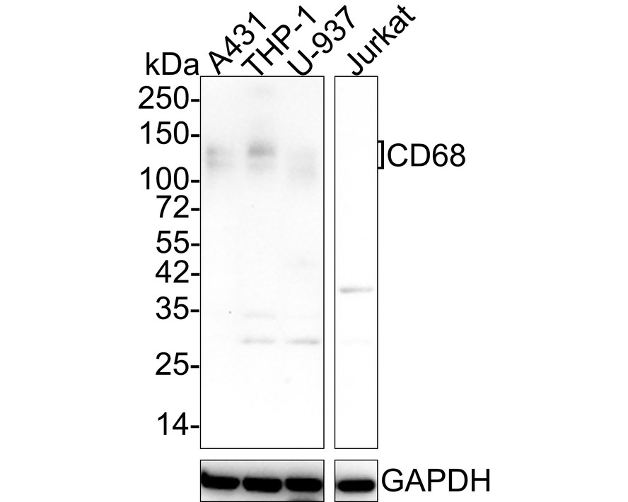 Western blot analysis of CD68 on different lysates. Proteins were transferred to a PVDF membrane and blocked with 5% BSA in PBS for 1 hour at room temperature. The primary antibody (EM1901-95, 1/500) was used in 5% BSA at room temperature for 2 hours. Goat Anti-Mouse IgG - HRP Secondary Antibody (HA1001) at 1:5,000 dilution was used for 1 hour at room temperature.<br />
Positive control: <br />
Lane 1: A431 cell lysate<br />
Lane 2: THP-1 cell lysate