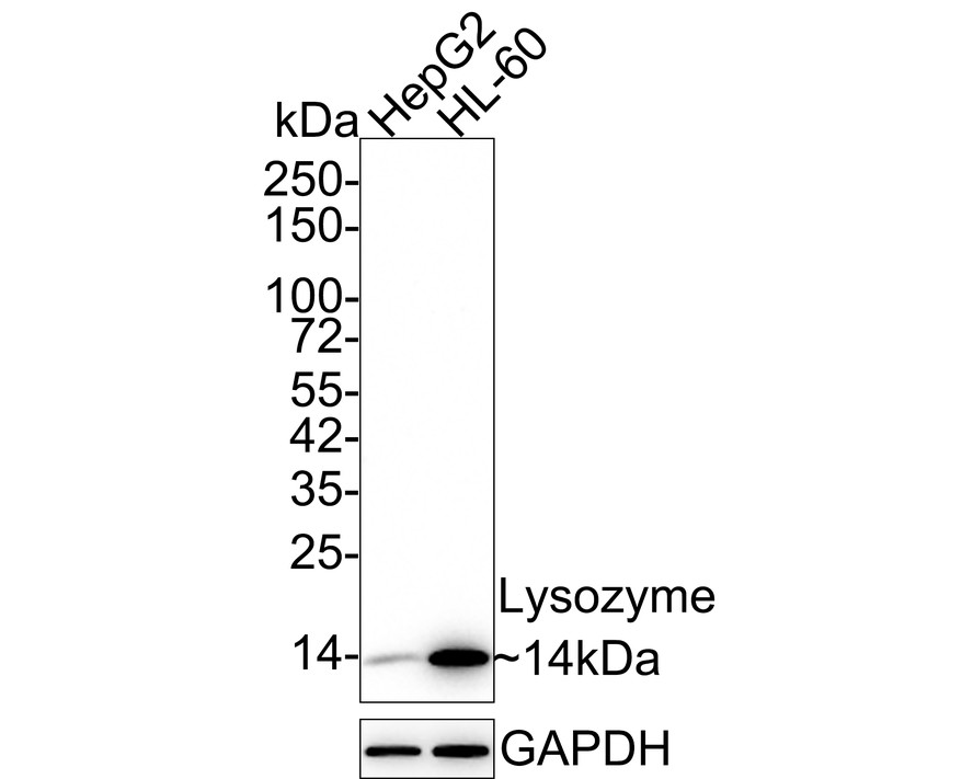 Western blot analysis of Lysozyme on different lysates with Mouse anti-Lysozyme antibody (EM1901-98) at 1/5,000 dilution.<br />
<br />
Lane 1: HepG2 cell lysate<br />
Lane 2: HL-60 cell lysate<br />
<br />
Lysates/proteins at 15 µg/Lane.<br />
<br />
Predicted band size: 17 kDa<br />
Observed band size: 14 kDa<br />
<br />
Exposure time: 3 minutes;<br />
<br />
4-20% SDS-PAGE gel.<br />
<br />
Proteins were transferred to a PVDF membrane and blocked with 5% NFDM/TBST for 1 hour at room temperature. The primary antibody (EM1901-98) at 1/5,000 dilution was used in 5% NFDM/TBST at 4℃ overnight. Goat Anti-Mouse IgG - HRP Secondary Antibody (HA1006) at 1/50,000 dilution was used for 1 hour at room temperature.
