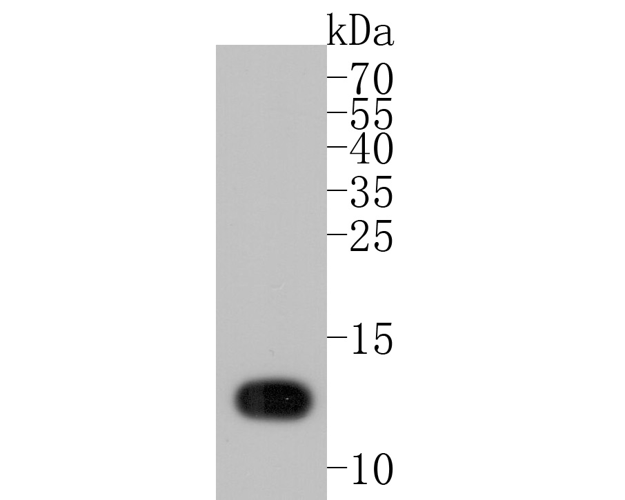 Western blot analysis of Lysozyme on HL-60 cell lysates. Proteins were transferred to a PVDF membrane and blocked with 5% BSA in PBS for 1 hour at room temperature. The primary antibody (EM1901-99, 1/500) was used in 5% BSA at room temperature for 2 hours. Goat Anti-Mouse IgG - HRP Secondary Antibody (HA1006) at 1:5,000 dilution was used for 1 hour at room temperature.