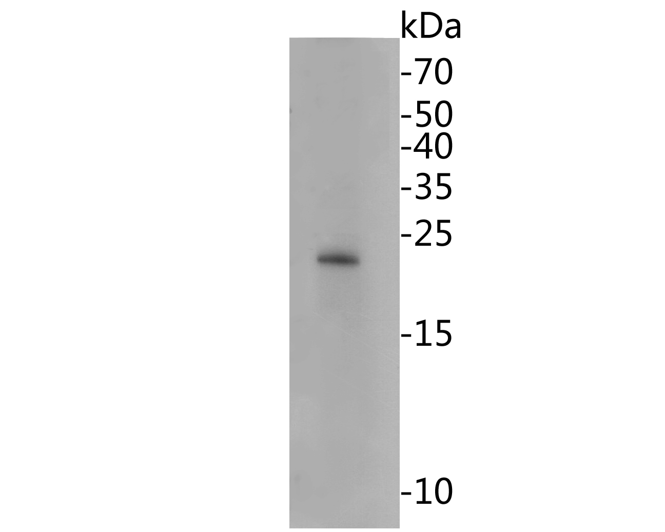 Western blot analysis of HMGB2 on Daudi cell lysates. Proteins were transferred to a PVDF membrane and blocked with 5% BSA in PBS for 1 hour at room temperature. The primary antibody (EM1902-06, 1/500) was used in 5% BSA at room temperature for 2 hours. Goat Anti-Mouse IgG - HRP Secondary Antibody (HA1006) at 1:5,000 dilution was used for 1 hour at room temperature.