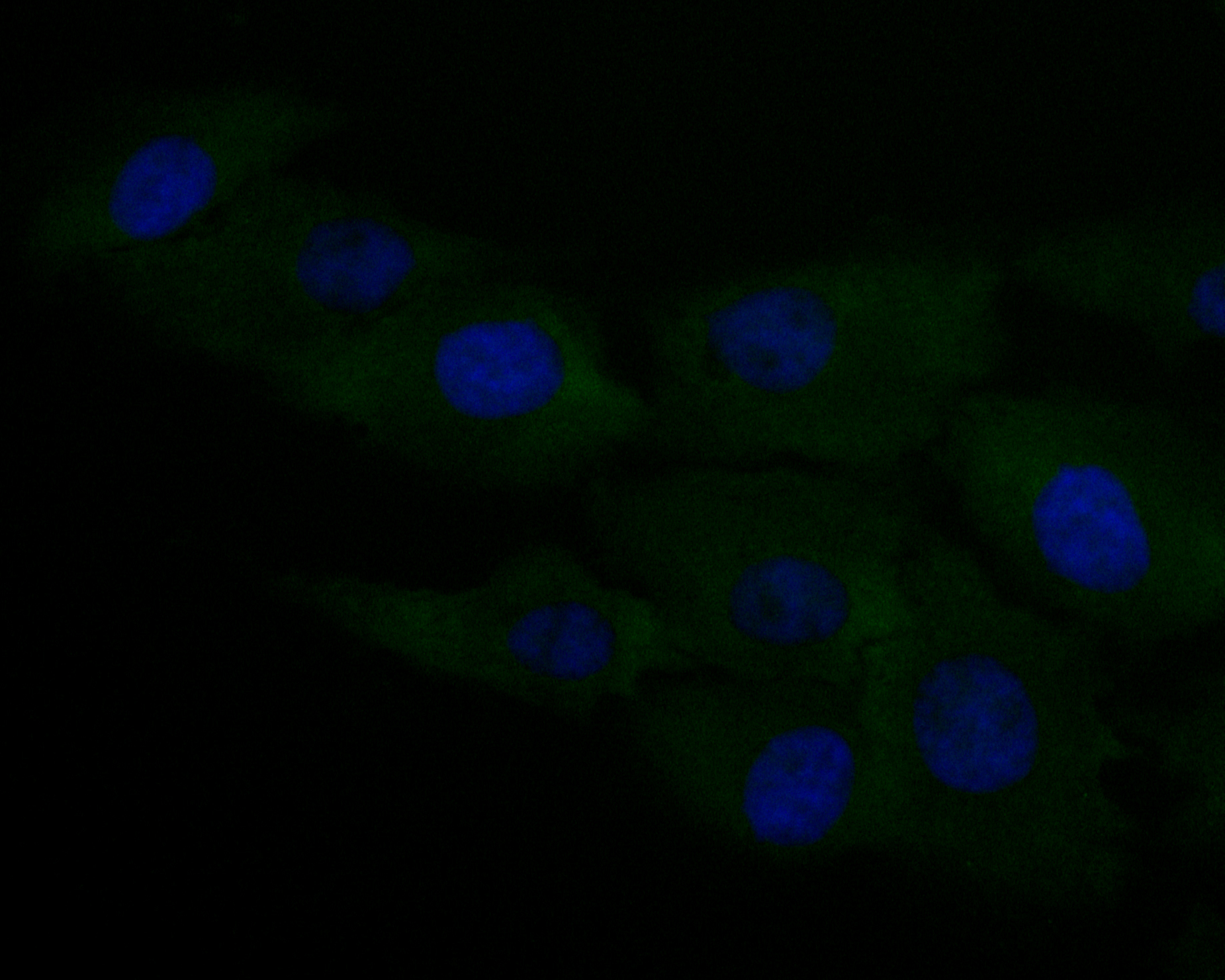 ICC staining of Caspr in MG-63 cells (green). Formalin fixed cells were permeabilized with 0.1% Triton X-100 in TBS for 10 minutes at room temperature and blocked with 1% Blocker BSA for 15 minutes at room temperature. Cells were probed with the primary antibody (EM1902-07, 1/50) for 1 hour at room temperature, washed with PBS. Alexa Fluor®488 Goat anti-Mouse IgG was used as the secondary antibody at 1/1,000 dilution. The nuclear counter stain is DAPI (blue).