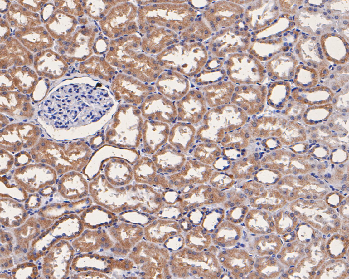 Immunohistochemical analysis of paraffin-embedded human kidney tissue using anti-Caspr antibody. The section was pre-treated using heat mediated antigen retrieval with Tris-EDTA buffer (pH 8.0-8.4) for 20 minutes.The tissues were blocked in 5% BSA for 30 minutes at room temperature, washed with ddH2O and PBS, and then probed with the primary antibody (EM1902-07, 1/50) for 30 minutes at room temperature. The detection was performed using an HRP conjugated compact polymer system. DAB was used as the chromogen. Tissues were counterstained with hematoxylin and mounted with DPX.
