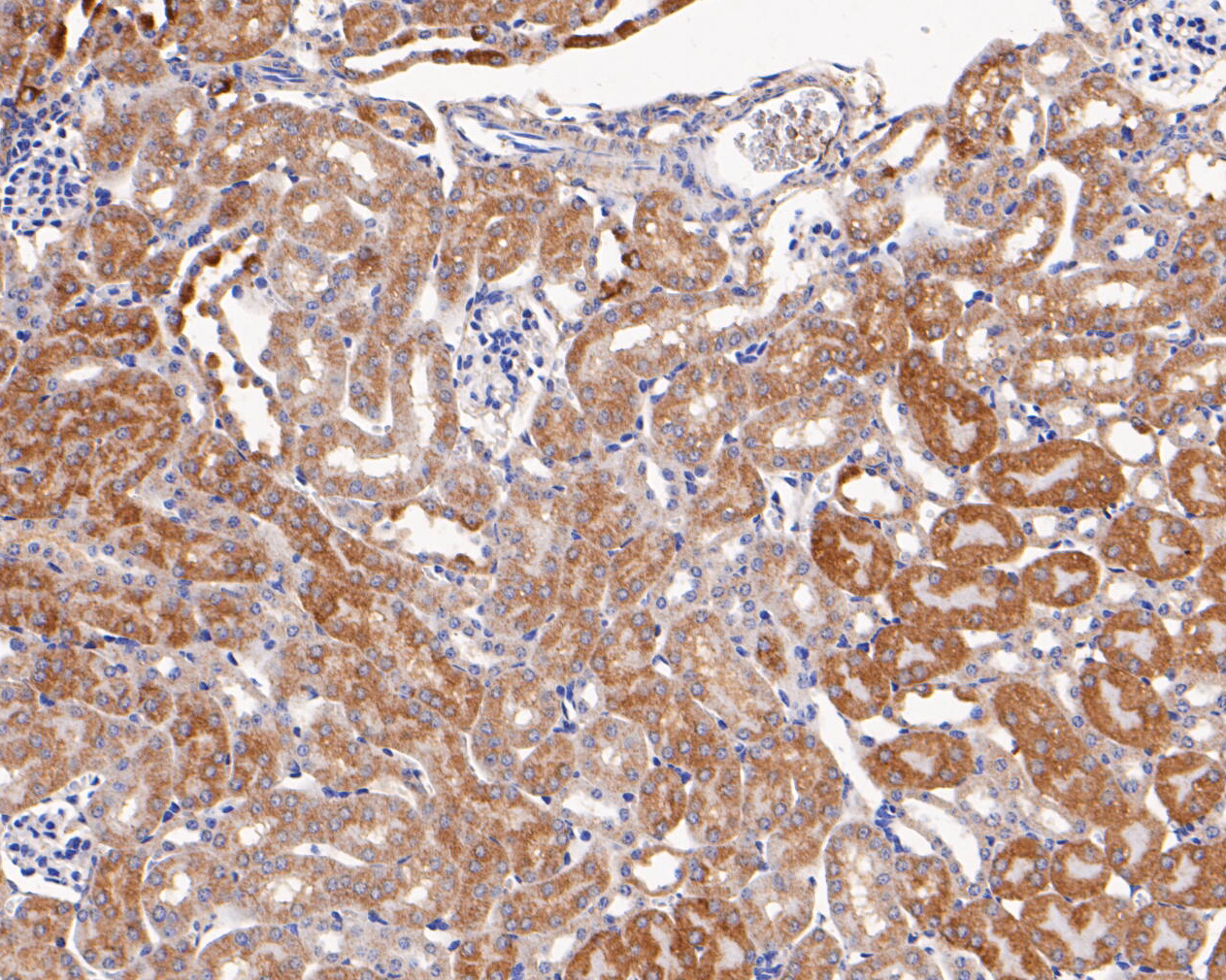 Immunohistochemical analysis of paraffin-embedded mouse kidney tissue using anti-Caspr antibody. The section was pre-treated using heat mediated antigen retrieval with Tris-EDTA buffer (pH 8.0-8.4) for 20 minutes.The tissues were blocked in 5% BSA for 30 minutes at room temperature, washed with ddH2O and PBS, and then probed with the primary antibody (EM1902-10, 1/200) for 30 minutes at room temperature. The detection was performed using an HRP conjugated compact polymer system. DAB was used as the chromogen. Tissues were counterstained with hematoxylin and mounted with DPX.