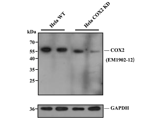 All lanes: Western blot analysis of COX2 with anti-COX2 antibody [A3F7] (EM1902-12) at 1:1,000 dilution.<br />
Lane 1/2: Wild-type Hela whole cell lysate (20 µg).<br />
Lane 3/4: COX2 knockdown Hela whole cell lysate (20 µg).<br />
<br />
EM1902-12 was shown to specifically react with COX2 in wild-type Hela cells. Weakened bands were observed when COX2 knockdown samples were tested. Wild-type and COX2 knockdown samples were subjected to SDS-PAGE. Proteins were transferred to a PVDF membrane and blocked with 5% NFDM in TBST for 1 hour at room temperature. The primary antibody (EM1902-12, 1/1,000) and Loading control antibody (Rabbit anti-GAPDH, ET1601-4, 1/10,000) were used in 5% BSA at room temperature for 2 hours. Goat Anti-Mouse IgG-HRP Secondary Antibody (HA1006) at 1:20,000 dilution was used for 1 hour at room temperature.