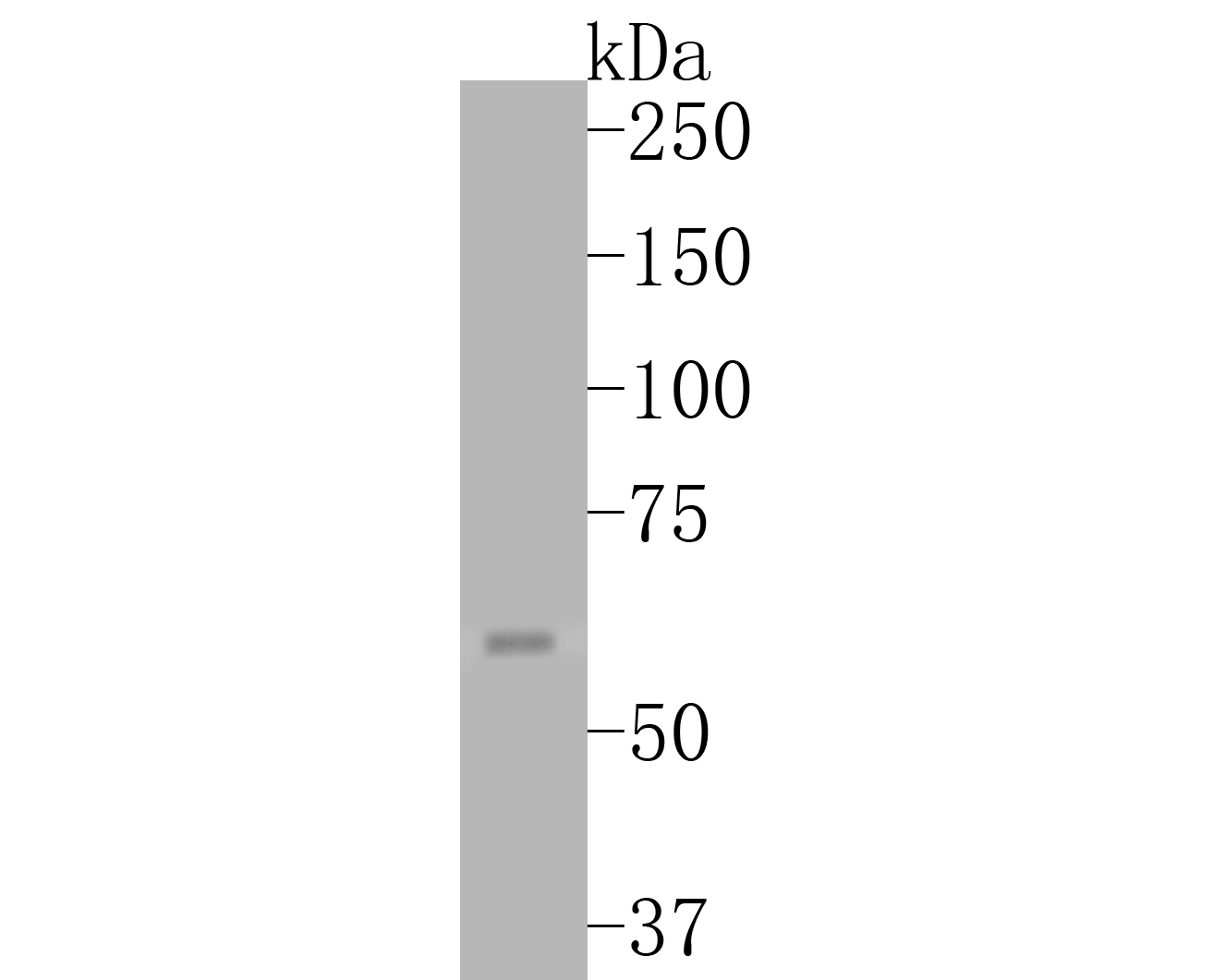 Western blot analysis of COX2 on A549 cell lysates. Proteins were transferred to a PVDF membrane and blocked with 5% BSA in PBS for 1 hour at room temperature. The primary antibody (EM1902-12, 1/500) was used in 5% BSA at room temperature for 2 hours. Goat Anti-Mouse IgG - HRP Secondary Antibody (HA1006) at 1:5,000 dilution was used for 1 hour at room temperature.
