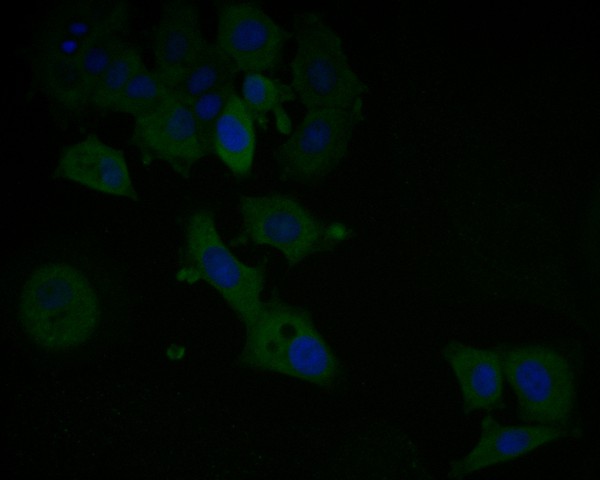 ICC staining of NuMA in MCF-7 cells (green). Formalin fixed cells were permeabilized with 0.1% Triton X-100 in TBS for 10 minutes at room temperature and blocked with 1% Blocker BSA for 15 minutes at room temperature. Cells were probed with the primary antibody (EM1902-17, 1/100) for 1 hour at room temperature, washed with PBS. Alexa Fluor®488 Goat anti-Mouse IgG was used as the secondary antibody at 1/1,000 dilution. The nuclear counter stain is DAPI (blue).