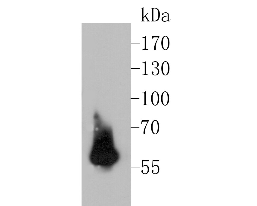 Western blot analysis of PAX8 on 293T cell lysate. Proteins were transferred to a PVDF membrane and blocked with 5% BSA in PBS for 1 hour at room temperature. The primary antibody (EM1902-22, 1/500) was used in 5% BSA at room temperature for 2 hours. Goat Anti-Mouse IgG - HRP Secondary Antibody (HA1006) at 1:5,000 dilution was used for 1 hour at room temperature.