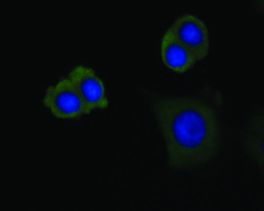 ICC staining of DAP Kinase 1 in MCF-7 cells (green). Formalin fixed cells were permeabilized with 0.1% Triton X-100 in TBS for 10 minutes at room temperature and blocked with 1% Blocker BSA for 15 minutes at room temperature. Cells were probed with the primary antibody (EM1902-25, 1/50) for 1 hour at room temperature, washed with PBS. Alexa Fluor®488 Goat anti-Mouse IgG was used as the secondary antibody at 1/100 dilution. The nuclear counter stain is DAPI (blue).