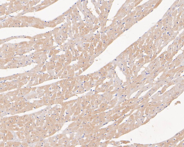 Immunohistochemical analysis of paraffin-embedded rat heart tissue using anti-Myoglobin antibody. The section was pre-treated using heat mediated antigen retrieval with Tris-EDTA buffer (pH 8.0-8.4) for 20 minutes.The tissues were blocked in 5% BSA for 30 minutes at room temperature, washed with ddH2O and PBS, and then probed with the primary antibody (EM1902-27, 1/100) for 30 minutes at room temperature. The detection was performed using an HRP conjugated compact polymer system. DAB was used as the chromogen. Tissues were counterstained with hematoxylin and mounted with DPX.