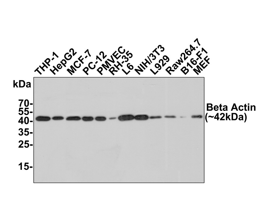 Western blot analysis of Beta Actin on different lysates with Mouse anti-Beta Actin antibody (EM21002) at 1/40,000 dilution.<br />
<br />
Cell lysates at 10 µg/Lane, tissue lysates at 20 µg/Lane.<br />
<br />
Predicted band size: 42 kDa<br />
Observed band size: 42 kDa<br />
<br />
Exposure time: 1 minute;<br />
<br />
12% SDS-PAGE gel.<br />
<br />
Proteins were transferred to a PVDF membrane and blocked with 5% NFDM/TBST for 1 hour at room temperature. The primary antibody (EM21002) at 1/40,000 dilution was used in 5% NFDM/TBST at room temperature for 2 hours. Goat Anti-Mouse IgG - HRP Secondary Antibody (HA1006) at 1:100,000 dilution was used for 1 hour at room temperature.