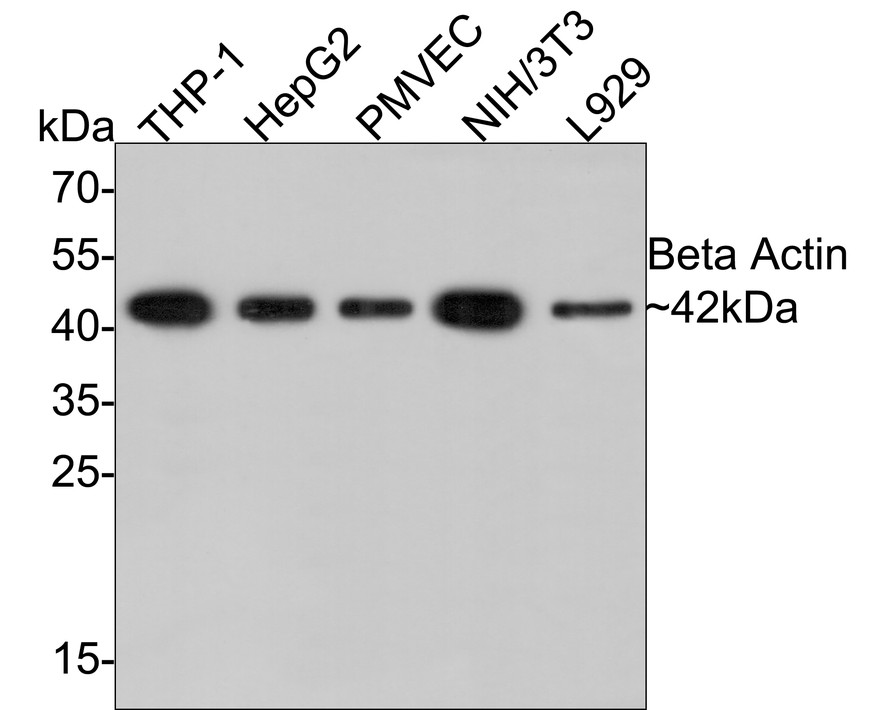 Western blot analysis of Beta actin on different lysates. Proteins were transferred to a PVDF membrane and blocked with 5% BSA in PBS for 1 hour at room temperature. The primary antibody (EM21002, 1/10,000) was used in 5% BSA at room temperature for 2 hours. Goat Anti-Mouse IgG - HRP Secondary Antibody (HA1006) at 1:20,000 dilution was used for 1 hour at room temperature.<br />
<br />
Positive control:<br />
Lane 1: NIH/3T3 cell lysate, 10 µg/Lane<br />
Lane 2: PC-12 cell lysate, 10 µg/Lane<br />
Lane 3: MCF-7 cell lysate, 10 µg/Lane<br />
Lane 4: HepG2 cell lysate, 10 µg/Lane<br />
Lane 5: Hela cell lysate, 10 µg/Lane<br />
Lane 6: Mouse lung tissue lysate, 20 µg/Lane