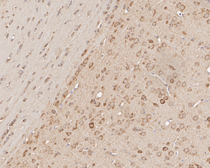 Immunohistochemical analysis of paraffin-embedded rat brain tissue with Mouse anti-HSP90 Beta antibody (EM21103) at 1/10,000 dilution.<br />
<br />
The section was pre-treated using heat mediated antigen retrieval with Tris-EDTA buffer (pH 9.0) for 20 minutes. The tissues were blocked in 1% BSA for 20 minutes at room temperature, washed with ddH2O and PBS, and then probed with the primary antibody (EM21103) at 1/10,000 dilution for 1 hour at room temperature. The detection was performed using an HRP conjugated compact polymer system. DAB was used as the chromogen. Tissues were counterstained with hematoxylin and mounted with DPX.