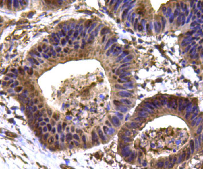 Immunohistochemical analysis of paraffin-embedded mouse testis tissue using anti-HSP90 beta antibody. Counter stained with hematoxylin.