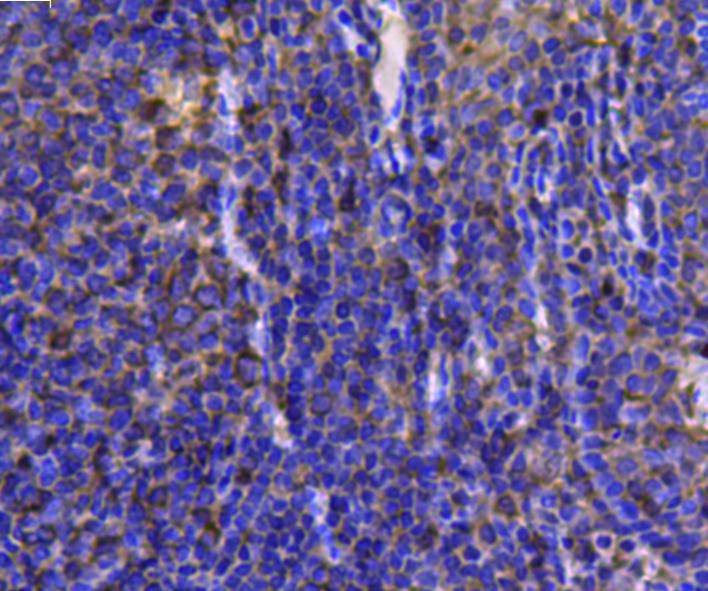 Immunohistochemical analysis of paraffin-embedded mouse brain tissue using anti-HSP90 beta antibody. Counter stained with hematoxylin.