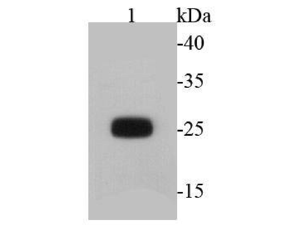 Western blot analysis of GFP on transfected K562 with GFP using anti-GFP antibody at 1/2000 dilution.