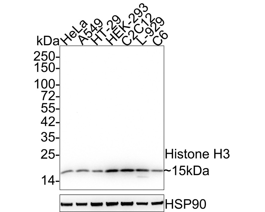 Western blot analysis of Histone H3 on different cell lysates using anti- Histone H3 antibody at 1/5000 dilution.