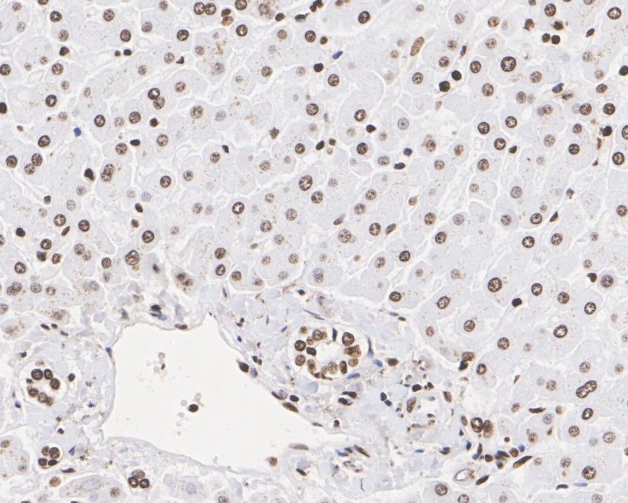 Immunohistochemical analysis of paraffin-embedded mouse testis tissue using anti-Histone H3 antibody. Counter stained with hematoxylin.