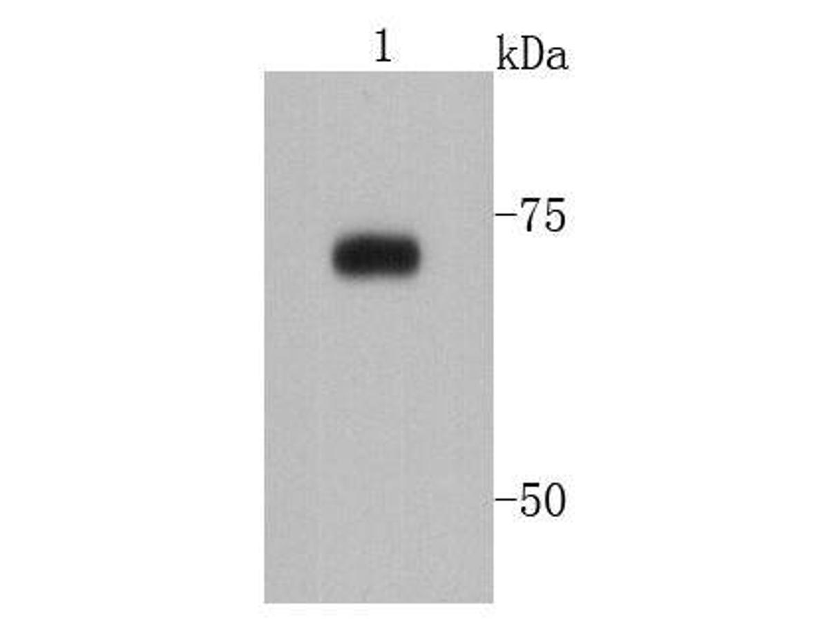 Western blot analysis of PRMT5 on mouse kidney lysates using anti-PRMT5 antibody at 1/500 dilution.
