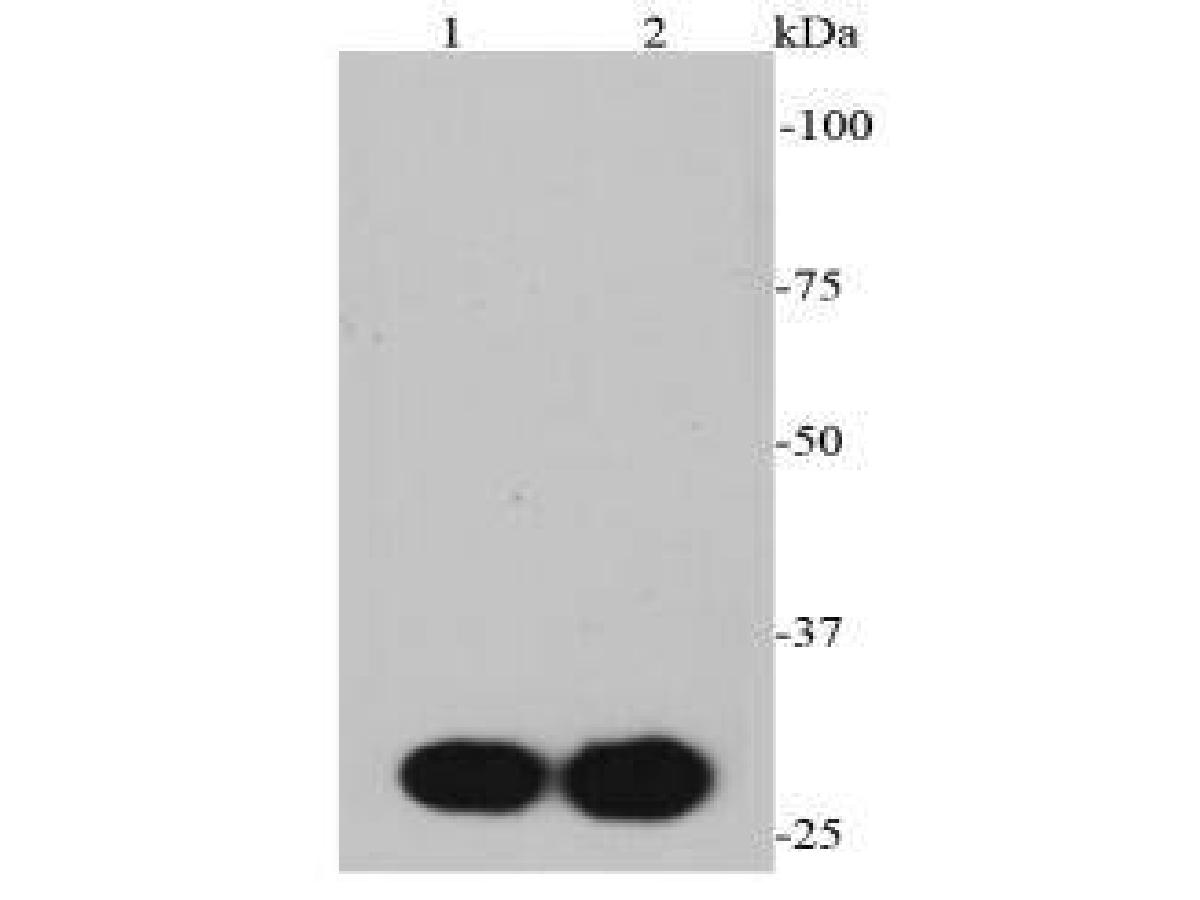 Western blot analysis of Myc Tag on different lysates. Proteins were transferred to a PVDF membrane and blocked with 5% BSA in PBS for 1 hour at room temperature. The primary antibody (EM31105, 1/2,000) was used in 5% BSA at room temperature for 2 hours. Goat Anti-Mouse IgG - HRP Secondary Antibody (HA1006) at 1:5,000 dilution was used for 1 hour at room temperature.<br />
Positive control: <br />
Lane 1: C-terminal Myc-tagged recombinant protein<br />
Lane 2: N-terminal Myc-tagged recombinant protein