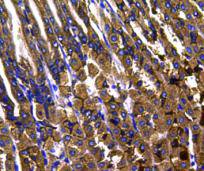 Immunohistochemical analysis of paraffin-embedded mouse stomach tissue using anti-MAPK14 antibody. Counter stained with hematoxylin.