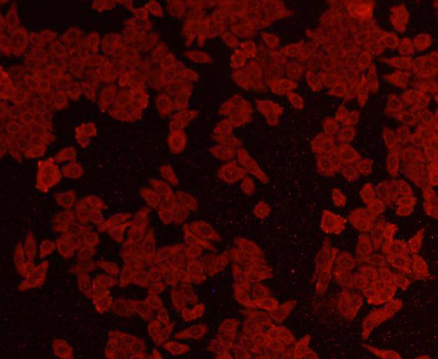 ICC staining Akt1 in HepG2 cells (red). Cells were fixed in paraformaldehyde, permeabilised with 0.25% Triton X100/PBS.