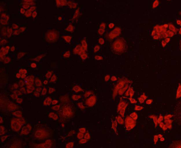 ICC staining Akt1 in MCF-7 cells (red). Cells were fixed in paraformaldehyde, permeabilised with 0.25% Triton X100/PBS.