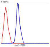 Flow cytometric analysis of Hela cells with Akt1 antibody at 1/100 dilution (blue) compared with an unlabelled control (cells without incubation with primary antibody; red). Goat anti mouse IgG (FITC) was used as the secondary antibody.