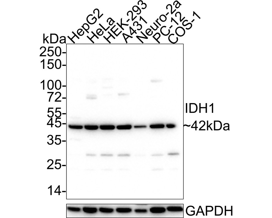 Western blot analysis of IDH1 on different cell lysates using anti-IDH1 antibody at 1/1000 dilution.<br />
Positive control:<br />
Lane 1: Hela<br />
Lane 2: HepG2<br />
Lane 3: A431<br />
Lane 4: MCF-7<br />
Lane 5: A549<br />
Lane 6: Jurkat<br />
Lane 7: Human kidney<br />
Lane 8: Human brain<br />
Lane 9: Human liver