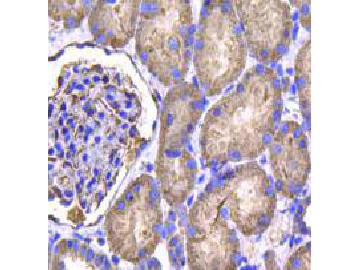 Immunohistochemical analysis of paraffin-embedded human kidney tissue using anti-IDH1 antibody. Counter stained with hematoxylin.