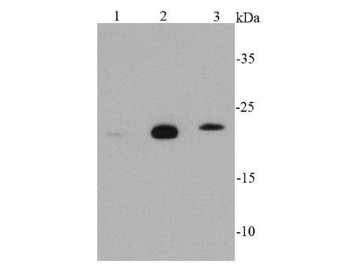 Positive control:  Western blot analysis of GPX1 on different cell lysates using anti-GPX1 antibody at 1/1,000 dilution.<br />
Positive control:<br />
Lane 1: THP-1 cell lysates<br />
Lane 2: HepG2 cell lysates<br />
Lane 3: 293T cell lysates