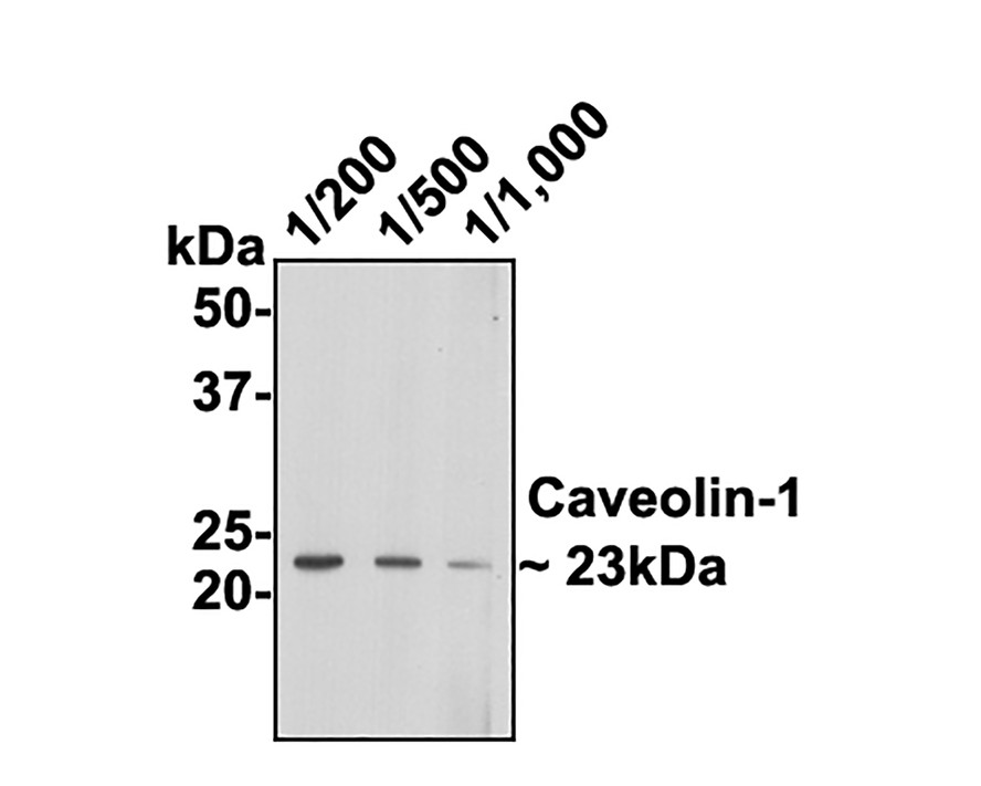 Western blot analysis of Caveolin-1 on NIH/3T3 cell lysates with Mouse anti-Caveolin-1 antibody (EM40728) at different dilutions.<br />
<br />
Lane 1: 1/200 dilution<br />
Lane 2: 1/500 dilution<br />
Lane 3: 1/1,000 dilution<br />
<br />
Lysates/proteins at 10 µg/Lane.<br />
<br />
Predicted band size: 20 kDa<br />
Observed band size: 23 kDa<br />
<br />
Exposure time: 1 minutes;<br />
<br />
12% SDS-PAGE gel.<br />
<br />
Proteins were transferred to a PVDF membrane and blocked with 5% NFDM/TBST for 1 hour at room temperature. The primary antibody (EM40728) at different dilutions was used in 5% NFDM/TBST at room temperature for 2 hours. Goat Anti-Mouse IgG - HRP Secondary Antibody (HA1006) at 1:100,000 dilution was used for 1 hour at room temperature.