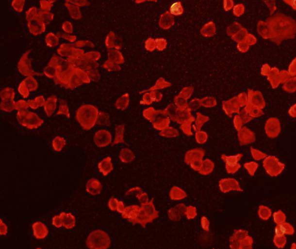 ICC staining of FGFR2 in MCF-7 cells (red). Cells were fixed in paraformaldehyde, permeabilised with 0.25% Triton X100/PBS.