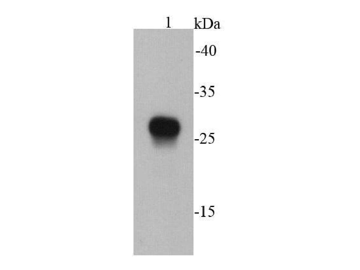 Western blot analysis of E tag on E-tagged recombinant protein using anti-E tag antibody at 1/20000 dilution.