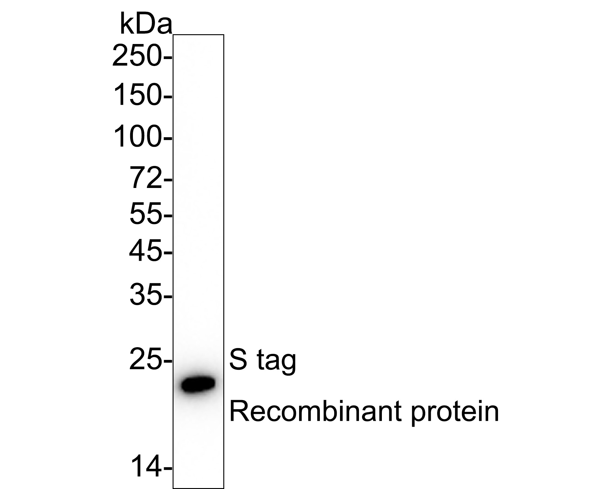 Western blot analysis of S tag on S tag recombinant protein with Mouse anti-S tag antibody (EM50105) at 1/1,000 dilution.<br />
<br />
Lysates/proteins at 50 ng/Lane.<br />
<br />
Exposure time: 25 seconds; ECL: K1801;<br />
<br />
4-20% SDS-PAGE gel.<br />
<br />
Proteins were transferred to a PVDF membrane and blocked with 5% NFDM/TBST for 1 hour at room temperature. The primary antibody (EM50105) at 1/1,000 dilution was used in 5% NFDM/TBST at 4℃ overnight. Goat Anti-Mouse IgG - HRP Secondary Antibody (HA1006) at 1/50,000 dilution was used for 1 hour at room temperature.