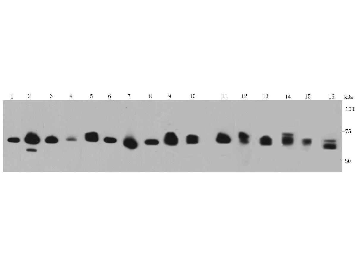Western blot analysis of Ku70 on different cell lysates using anti-Ku70 antibody at 1/2000 dilution.<br />
Positive control:   <br />
Lane 1: Hela cell lysates              <br />
Lane 2: HepG2 cell lysates <br />
Lane 3: A431 cell lysates             <br />
Lane 4: D3 cell lysates<br />
Lane 5: 293T cell lysates            <br />
Lane 6: A549 cell lysates<br />
Lane 7: COS-1 cell lysates           <br />
Lane 8: Human kidney tissue lysates <br />
Lane 9: Human liver tissue lysates      <br />
Lane 10: human brain tissue lysates  <br />
Lane 11: Human thymus tissue lysates    <br />
Lane 12: Human placentae tissue lysates  <br />
Lane 13: Mouse kidney tissue lysates    <br />
Lane 14: Mouse liver tissue lysates  <br />
Lane 15: Mouse thymus tissue lysates   <br />
Lane 16: Mouse testis tissue lysates