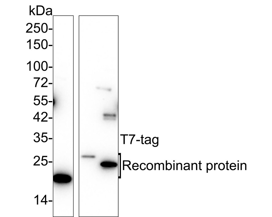 Western blot analysis of T7 tag on T7-tagged recombinant protein using anti-T7 tag antibody at 1/1000 dilution.