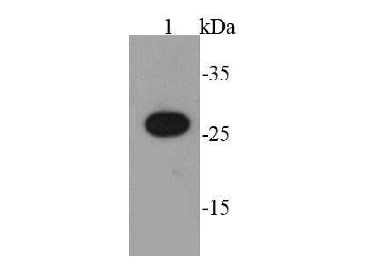 Western blot analysis of AU1 tag on AU1-tagged recombinant protein using anti-AU1 tag antibody at 1/2000 dilution.