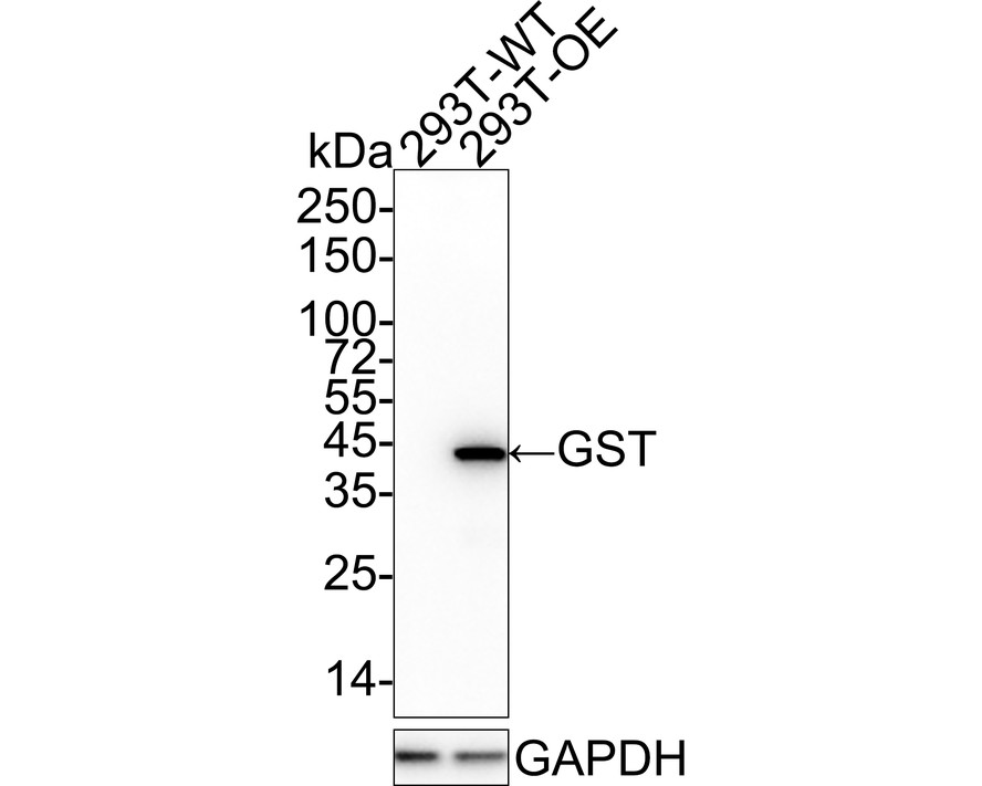 Western blot analysis of GST on GST-tagged recombinant protein. Proteins were transferred to a PVDF membrane and blocked with 5% BSA in PBS for 1 hour at room temperature. The primary antibody (EM80701, 1/2,000) was used in 5% BSA at room temperature for 2 hours. Goat Anti-Mouse IgG - HRP Secondary Antibody (HA1006) at 1:5,000 dilution was used for 1 hour at room temperature.