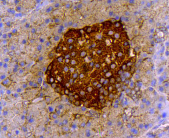 Immunohistochemical analysis of paraffin-embedded rat pancreas tissue using anti-Insulin antibody. Counter stained with hematoxylin.