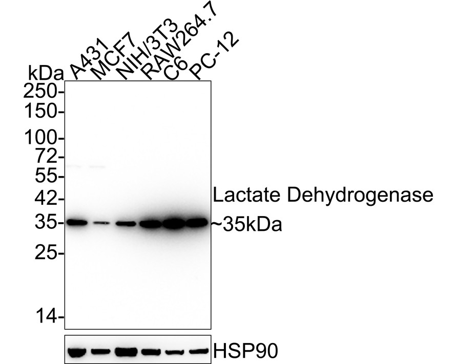 Western blot analysis of LDHA on different lysates. Proteins were transferred to a PVDF membrane and blocked with 5% BSA in PBS for 1 hour at room temperature. The primary antibody (ER00702, 1/500) was used in 5% BSA at room temperature for 2 hours. Goat Anti-Rabbit IgG - HRP Secondary Antibody (HA1001) at 1:200,000 dilution was used for 1 hour at room temperature.<br />
Positive control: <br />
Lane 1: Human tonsil tissue lysate<br />
Lane 2: NIH/3T3 cell lysate<br />
Positive control:   <br />
Lane 1: A549 cell lysate<br />
Lane 2: Hela cell lysate<br />
Lane 3: A431 cell lysate<br />
Lane 4: 293 cell lysate<br />
Lane 5: Jurkat cell lysate<br />
Lane 6: MCF-7 cell lysate<br />
Lane 7: Human liver tissue lysate<br />
Lane 8: Human kidney tissue lysate<br />
Lane 9: Human brain tissue lysate<br />
Lane 10: Human thymus tissue lysate