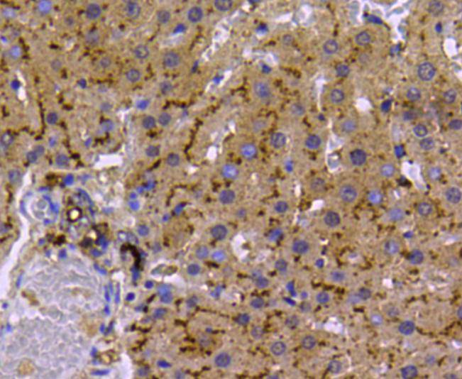 Immunohistochemical analysis of paraffin-embedded rat liver tissue using anti-LDHA antibody. The section was pre-treated using heat mediated antigen retrieval with Tris-EDTA buffer (pH 9.0) for 20 minutes.The tissues were blocked in 1% BSA for 30 minutes at room temperature, washed with ddH2O and PBS, and then probed with the primary antibody (ER00702, 1/50) for 30 minutes at room temperature. The detection was performed using an HRP conjugated compact polymer system. DAB was used as the chromogen. Tissues were counterstained with hematoxylin and mounted with DPX.
